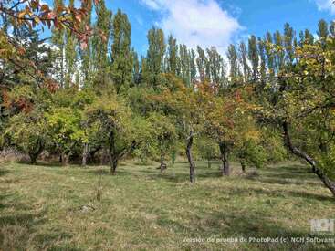 Unter einem strahlend blauen Himmel erstreckt sich ein friedlicher Obstgarten mit vereinzelten Obstbäumen. Im Hintergrund reihen sich hohe Pappeln aneinander, und das Sonnenlicht wirft sanfte Schatten auf das Gras.