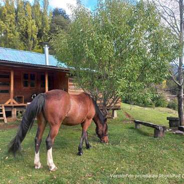 Un cheval brun broute l'herbe verte près d'une cabane en bois au toit bleu. Des arbres entourent ce paisible paysage champêtre, et un banc en bois se trouve à proximité.