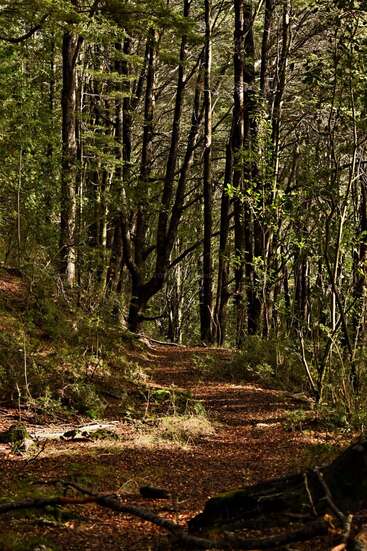Ein sonnenbeschienener Waldweg schlängelt sich durch hohe, schlanke Bäume. Durch das grüne Laub fällt fleckiges Licht, das Schatten auf den mit Blättern bedeckten Boden wirft und eine friedliche Atmosphäre schafft.