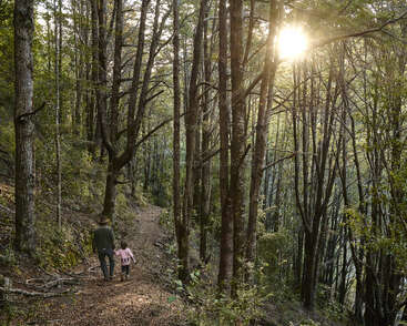 Ein Mann und ein Kind gehen Hand in Hand einen Waldweg entlang, umgeben von hohen Bäumen, während das Sonnenlicht sanft durch die Äste fällt. Friedliche Natur.