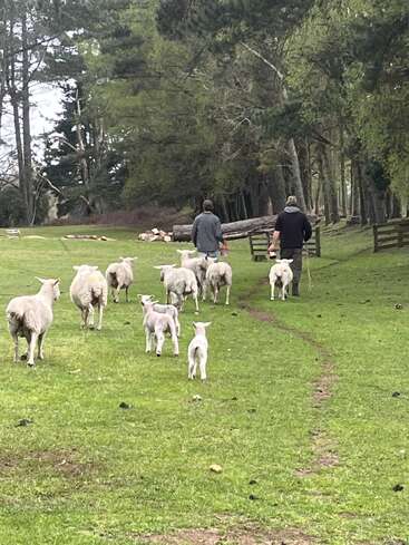 Zwei Menschen gehen einen grasbewachsenen Weg entlang und führen eine Gruppe von Schafen und Lämmern in ein bewaldetes Gebiet, umgeben von hohen Bäumen und grüner Landschaft. Friedliche Szene.