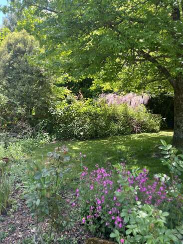 A lush garden scene with vibrant greenery, blooming pink flowers, shady trees, and sunlight filtering through the leaves, creating a peaceful and inviting atmosphere.