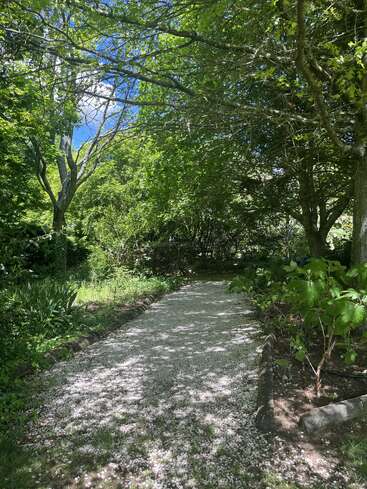 A peaceful garden path covered in white petals, surrounded by lush green foliage and tall trees, with sunlight filtering through the leafy branches above.