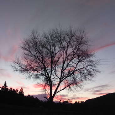 The image depicts a bare tree with a slender trunk and branches, set against a vibrant sunset sky with pink clouds and a few power lines.