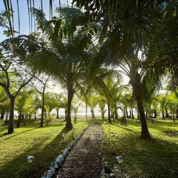 A sunlit pathway winds through a lush grove of palm trees, leading toward a distant beach. Green grass and tranquil, tropical scenery create a peaceful atmosphere.