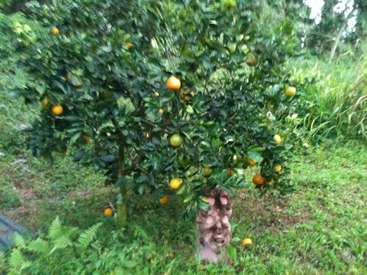 La imagen representa un pequeño naranjo con hojas de un verde vibrante y naranjas maduras, rodeado de exuberante hierba y follaje, con un animal marrón parcialmente oculto detrás del árbol.