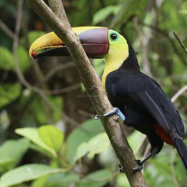 A colorful toucan perches on a tree branch in a lush, green forest. Its large, vibrant yellow and red beak stands out impressively.