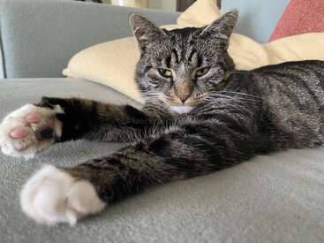 Eine entspannte getigerte Katze mit weißen Pfoten liegt auf einer weichen Couch, streckt ihre Vorderbeine nach vorne und schaut mit halb geschlossenen Augen ruhig in die Kamera.