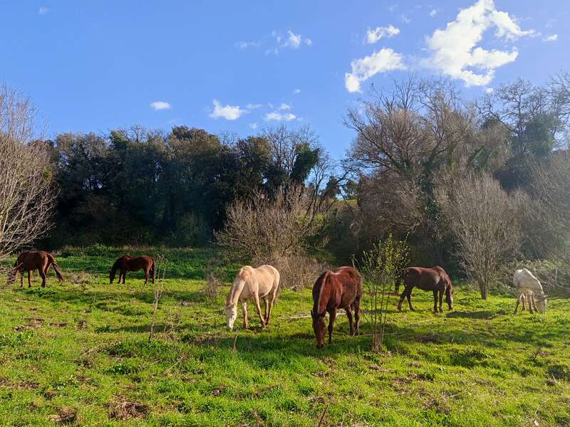 Six horses graze peacefully on a lush green meadow under a bright blue sky, surrounded by trees with new spring growth and scattered wispy clouds above.