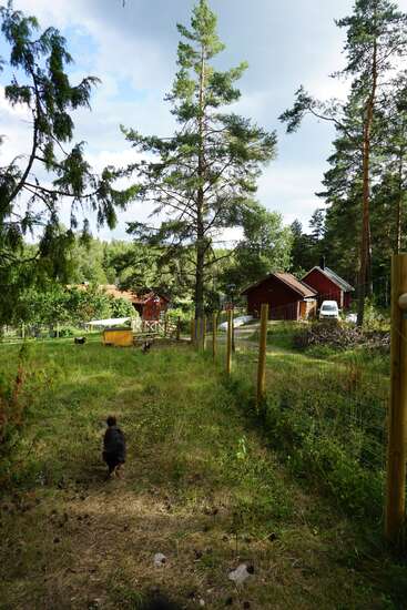 Una verde escena rural con altos pinos, un camino de hierba vallado, gallinas, un pequeño gallinero amarillo y encantadoras casas rojas de madera enclavadas entre el bosque.