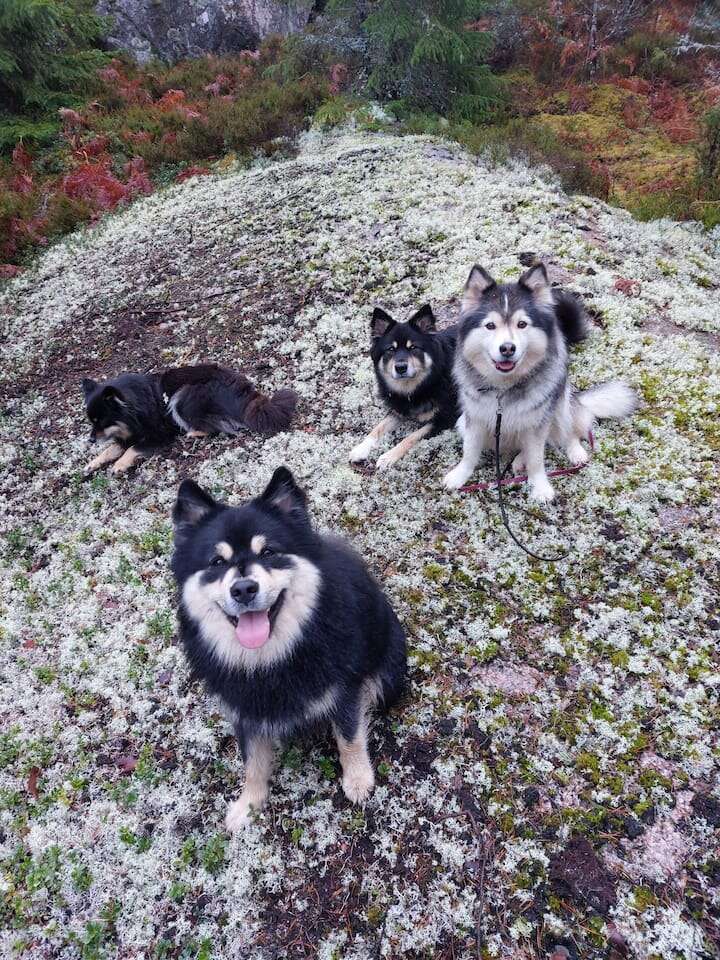 Cuatro perros esponjosos, en su mayoría blancos y negros, se sientan y se tumban en el suelo musgoso de un bosque vibrante. Tres miran a la cámara, jadeando felices al aire libre.