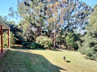 Un patio soleado con césped verde, rodeado de frondosos árboles y arbustos. Un perro se aleja de la casa, disfrutando del tranquilo entorno exterior.