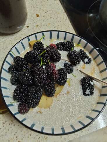 Un cuenco a rayas contiene moras frescas, rodajas de pera y leche con burbujas. En su interior descansa una cuchara, y el cuenco se asienta sobre una encimera de cocina moteada.