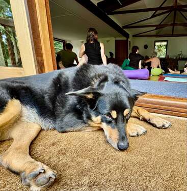 Un gran perro negro y fuego descansa somnoliento sobre una esterilla en primer plano, mientras en el fondo unas personas practican yoga en el interior sobre coloridas esterillas.