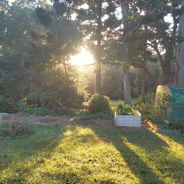 La luz del sol se cuela entre los altos árboles de un apacible jardín. La hierba verde, un arriate elevado y las sombras crean un ambiente sereno y mañanero en la naturaleza.
