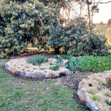 Un parterre circular bordeado de piedras y relleno de mantillo de paja, hortalizas de hoja verde, flores anaranjadas y frondosos árboles al fondo al atardecer.