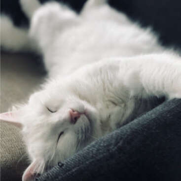 Un chat blanc pelucheux dort paisiblement sur une surface douce, l'air complètement détendu et satisfait, les yeux fermés et les pattes confortablement tendues vers l'avant.