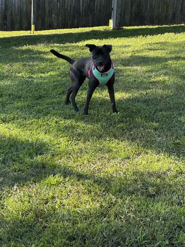 A black dog wearing a green and pink harness stands on lush green grass, looking alert and playful. Shadows and sunlight create a peaceful backyard scene.