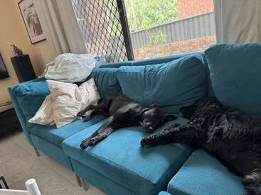 Two black dogs are peacefully sleeping on a blue couch with rumpled cushions, near a window bringing in daylight and some greenery visible outside.