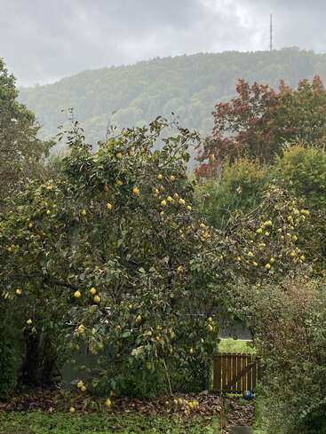Ein bewölkter, nebliger Tag in einem üppigen Garten mit einem Birnbaum voller gelber Früchte, gefallenen Blättern, einem Holztor und einer Bergkulisse.