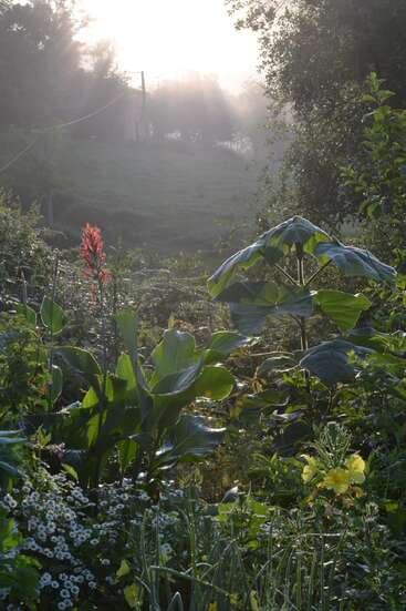 La lumière du soleil matinal filtre à travers la brume, illuminant un jardin luxuriant rempli de feuillage vert, de fleurs sauvages et de fleurs rouges, jaunes et blanches éclatantes. Scène paisible.