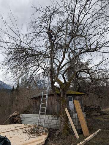 A person is perched high in a leafless tree, using a ladder for access. Wooden boards, branches, and a rustic shed are visible beneath cloudy skies.