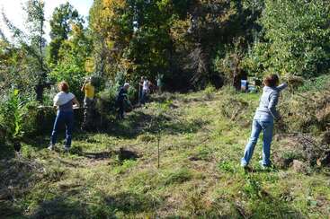 Um grupo de pessoas está trabalhando em conjunto ao ar livre, limpando a vegetação e o mato em uma área arborizada, ensolarada e verdejante, talvez para jardinagem, restauração ou preservação ambiental.