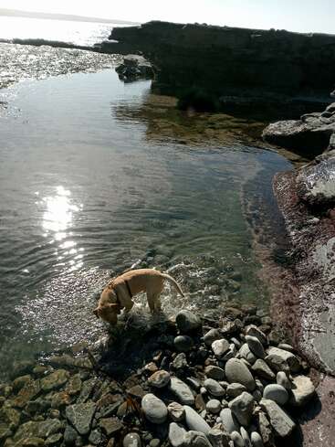 Un chien au pelage fauve se tient dans une eau peu profonde et limpide, entouré de rochers lisses, et explore la mare résiduelle. La lumière du soleil se reflète à la surface, illuminant ce paysage côtier serein.