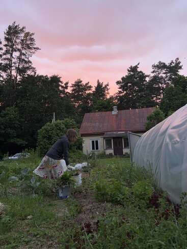 Eine Frau arbeitet bei Sonnenuntergang in einem üppigen Garten, umgeben von Grünpflanzen, einem Gewächshaus und einem rustikalen Haus mit rostigem Dach. Eine ruhige ländliche Szene.