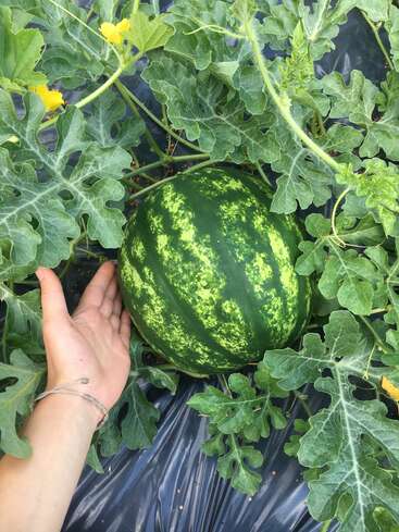 Eine Hand hält sanft eine große, grüne Wassermelone, die zwischen üppigen Blättern und gelben Blüten an einer Ranke wächst, während schwarzes Plastik den Boden darunter bedeckt.
