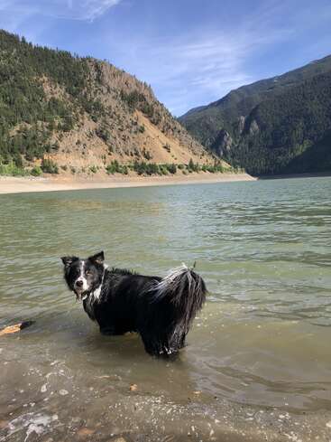 Um cachorro preto e branco está parado na água rasa de um lago, cercado por montanhas e árvores, sob um céu azul claro. A cena é tranquila e natural.