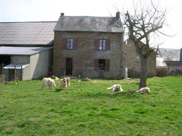 The image depicts a rustic stone house with a gray roof, featuring two windows with brown shutters, surrounded by a lush green lawn and a group of dogs in the foreground.