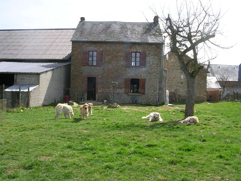 The image depicts a rustic stone house with a gray roof, featuring two windows with brown shutters, surrounded by a lush green lawn and a group of dogs in the foreground.