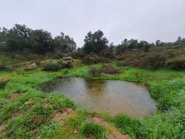 A small pond rests quietly amid lush green grass and surrounding shrubs. Trees form a natural backdrop under a cloudy, overcast sky, suggesting peaceful wilderness.