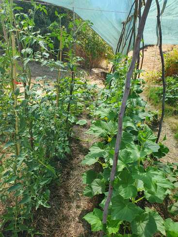In this image, two rows of healthy vegetable plants grow under a shady canopy. Sticks support the plants, and sunlight filters through, creating a lush scene.