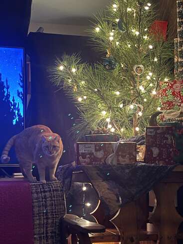 Une scène de Noël chaleureuse met en scène un sapin illuminé, orné de décorations, avec des cadeaux à ses pieds, et un chat orange perché non loin de là, l'air curieux, le tout baigné d'une lumière chaleureuse.