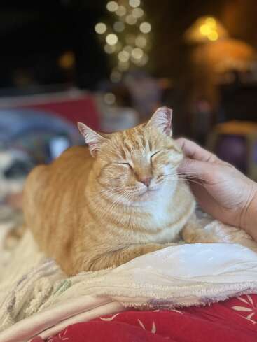 Un chat tigré orange, l'air satisfait, est allongé sur une couverture douillette et apprécie les caresses. Des lumières tamisées et un arrière-plan légèrement flou créent une atmosphère paisible.