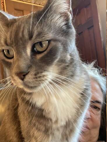 Un gros plan sur un chat gris tacheté de blanc occupe le devant de l'image, masquant partiellement le visage d'une personne à l'arrière-plan, créant ainsi une scène à la fois drôle et attendrissante.
