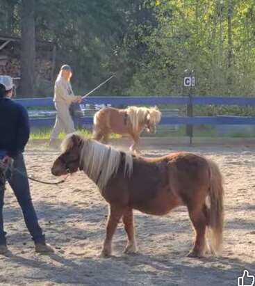 Two ponies with long, flowing manes stand in a sandy enclosure. Two people, holding leads and a stick, appear to be guiding or training them. Sunlight streams in.