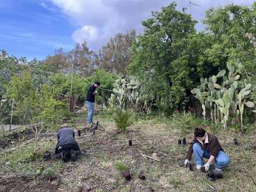 Três pessoas estão fazendo jardinagem em uma colina gramada cercada por árvores e cactos. Algumas estão ajoelhadas, plantando pequenas plantas, enquanto uma está de pé trabalhando com ferramentas.