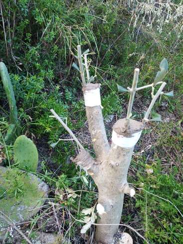 Um tronco de árvore podado com galhos recém-enxertados envoltos em fita adesiva fica em uma área verde e gramada cercada por vários arbustos e um cacto.