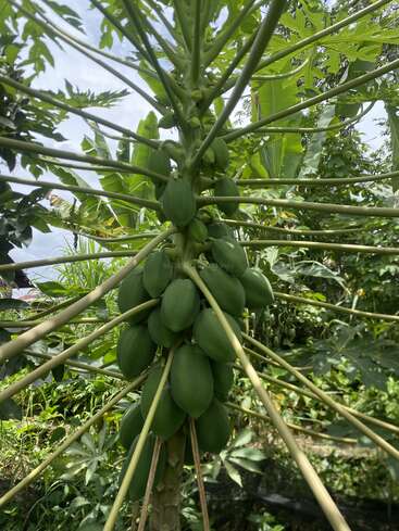 Esta imagen muestra un árbol de papaya con numerosos frutos verdes e inmaduros que crecen en racimos en su tronco, rodeado de un frondoso follaje verde en un jardín tropical.