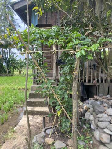 Una casa rústica de madera con escalones de piedra, rodeada de una exuberante vegetación y plantas trepadoras en enrejados de bambú, junto a un arrozal y un pequeño arroyo.