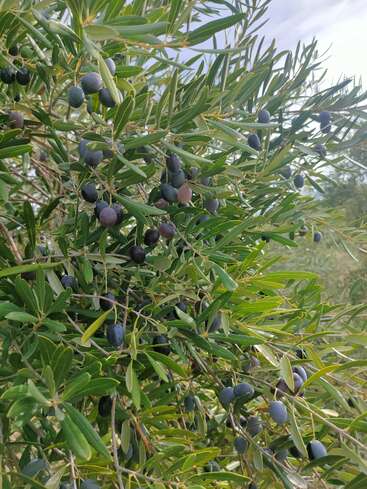 Esta imagem mostra uma oliveira exuberante carregada de azeitonas maduras e escuras entre folhas densas e verdes sob um céu claro, sugerindo um pomar mediterrâneo saudável.