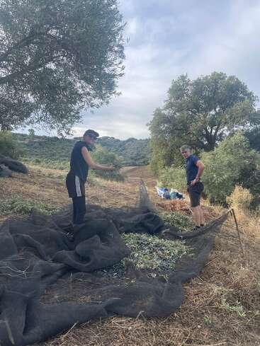 Duas pessoas estão ao ar livre sob oliveiras, colhendo azeitonas em grandes redes pretas espalhadas no chão. A paisagem é montanhosa e coberta de vegetação.