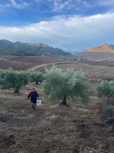 Uma pessoa caminha por um bosque de oliveiras em uma paisagem montanhosa, carregando um balde. Árvores verdes, terra marrom e montanhas distantes sob um céu azul nublado.