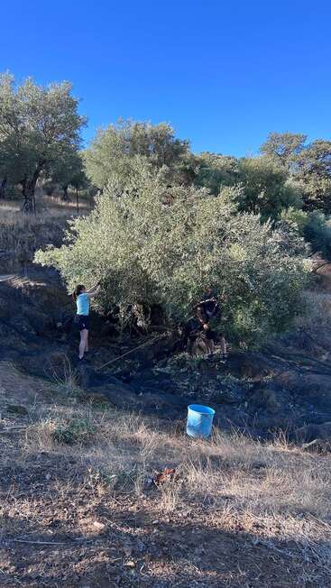 Duas pessoas estão colhendo azeitonas de uma árvore em um campo ensolarado. Um balde azul e uma rede preta estão no chão, cercados por grama seca e árvores.