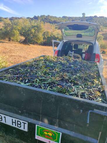 Um trailer cheio de azeitonas e folhas recém-colhidas está preso a um carro branco em uma paisagem rural iluminada pelo sol, com árvores e colinas.