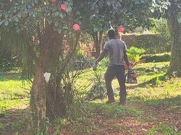 A man stands in a sunlit garden, holding a chainsaw beside blooming trees and lush greenery. Pink flowers and a wheelbarrow are visible nearby.