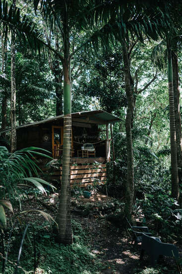 A small wooden cabin is nestled among tall, lush tropical trees. Cozy chairs sit on the porch, surrounded by dense green foliage, creating a peaceful retreat.